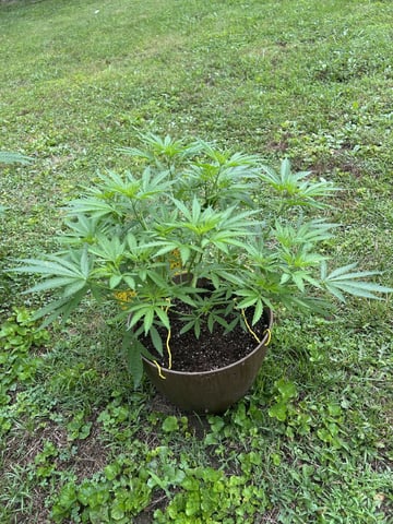2026 Outdoor — vegetative, day 59
