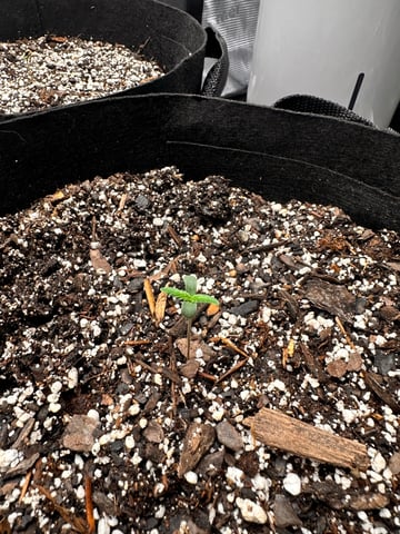 Gorilla Cookies — 1st Grow — seedling_rooting, day 6