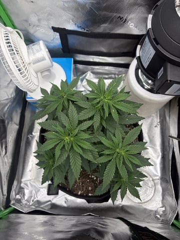 Special Queen 1 — vegetative, day 43