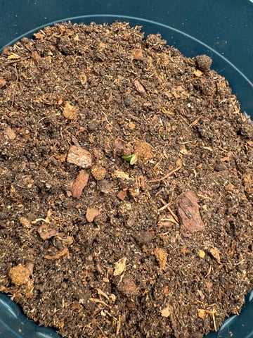 Grow Number 2 — germination, day 1