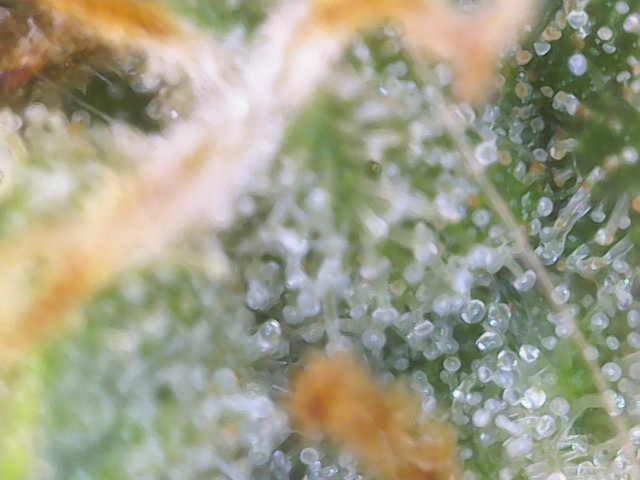 Experiment Time — flower, day 81