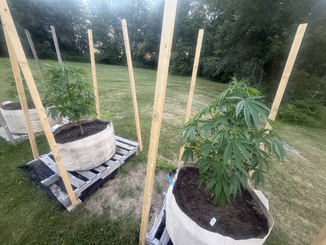 2026 Grow — vegetative, day 27
