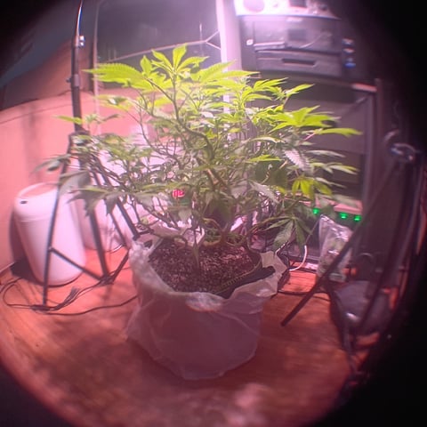FKAFL — vegetative, day 85