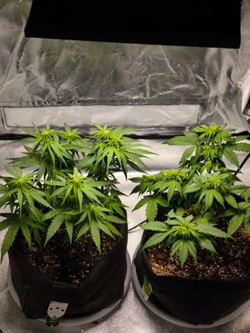 New grow — flower, day 40