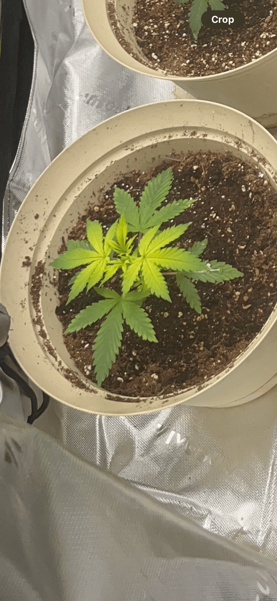 second grow