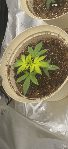 second grow — vegetative, day 1