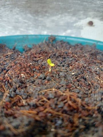 Local Kaliganan Bricks — seedling_rooting, day 2