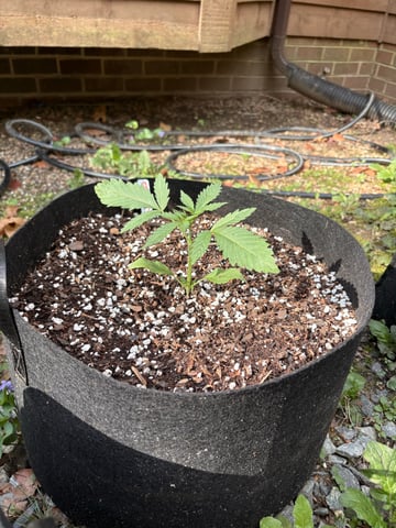 Rc Exotics — vegetative, day 24