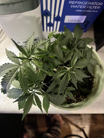 Banjo Clones — vegetative, day 69