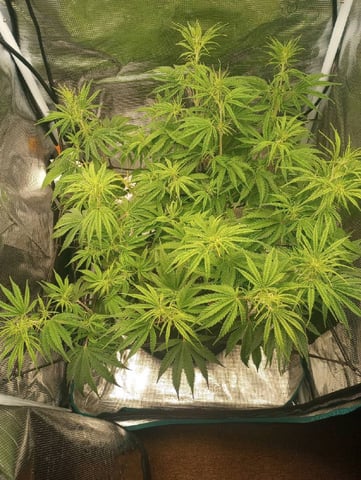 White Widow XXL Auto — flower, day 46