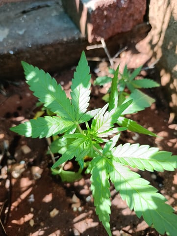 White Widow/Gorilla Glue — vegetative, day 14