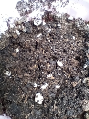 All Aboard!!! — seedling_rooting, day 3