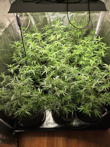 Blue Dream Clones — vegetative, day 41