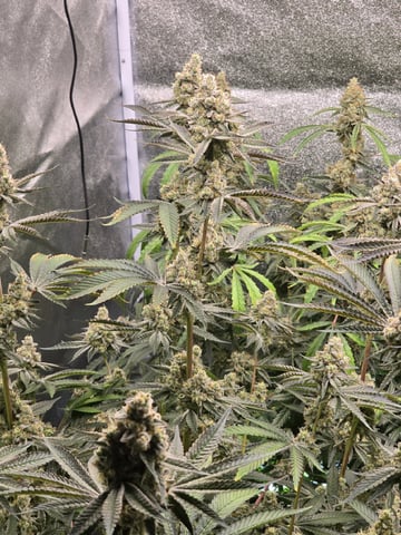 Hydroponic Photos — flower, day 75