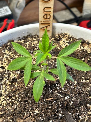 First ever grow — vegetative, day 30