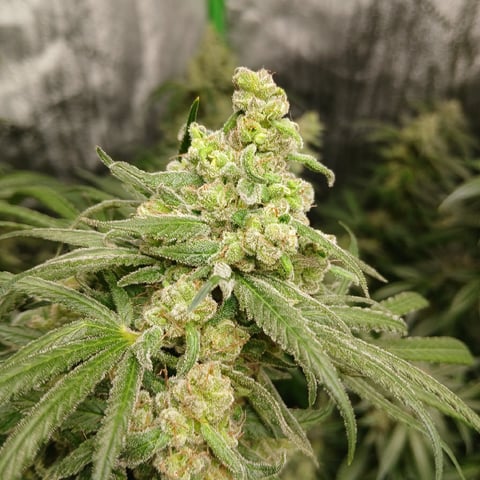 run #3 — flower, day 100