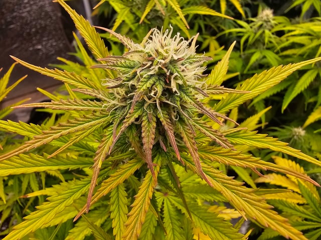 banana blaze  — flower, day 60