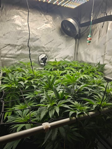 ethos genetics  — flower, day 58