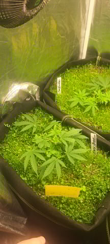 First Grow with the new setup  — vegetative, day 34