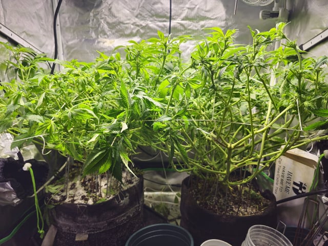 Kushberry Moonrocks — flower, day 59