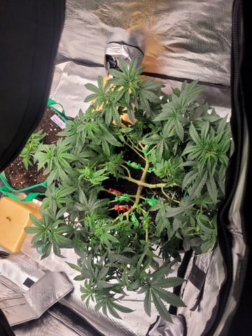herbies free seed — vegetative, day 64