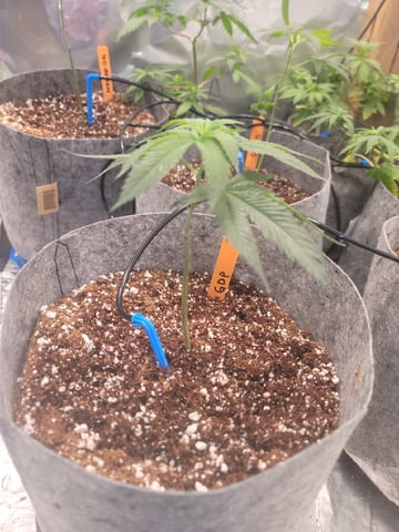 Ghetto Growing — germination, day 3