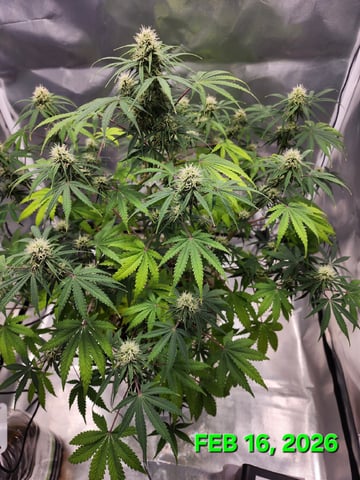 Dos Si Dos. Indica — flower, day 53