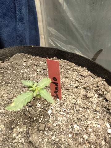 jay seaton  — done, day 116