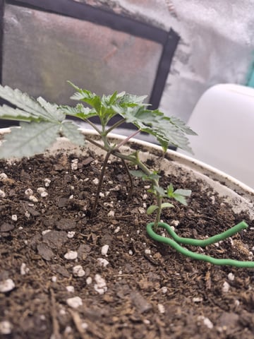 Humboldt Orange Creampop — vegetative, day 30