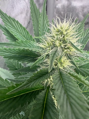 GrowRoom — flower, day 4