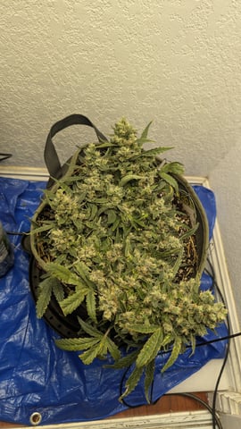 Sativa Summer Autos — flower, day 70