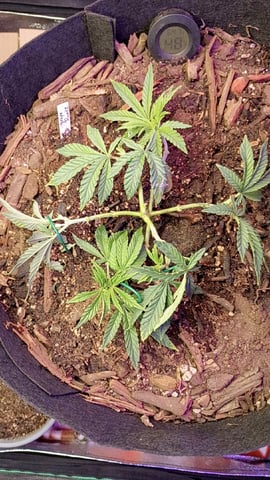 Purple Plum Perfect 💜 & 2 Grape Runtz 🍇 Mainlining garden.  — vegetative, day 101