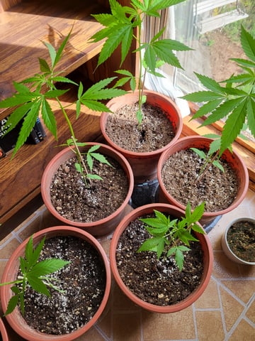 first grow  — vegetative, day 14