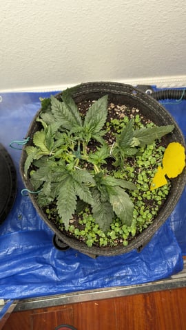 mephisto winter 2026 — flower, day 29