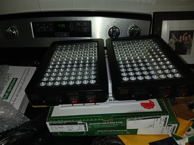 triangle kush  — flower, day 62