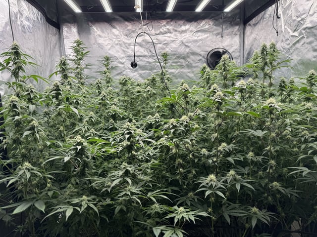 7 Strains 14 Plants  — flower, day 113