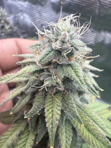 Oreo_BMG#2 — flower, day 13