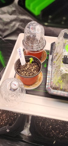 Here We Grow... — seedling_rooting, day 10