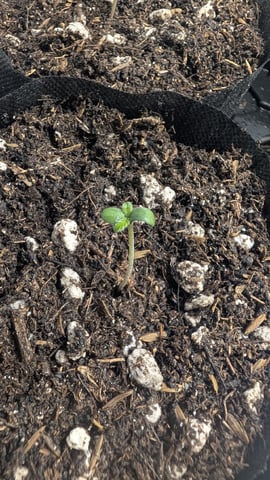 mephistO'z (Oreoz) — seedling_rooting, day 1