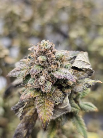 perfect circle/ cherrymac1 X candyland cross  — flower, day 46