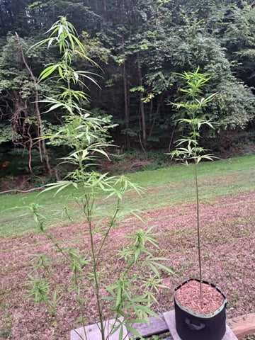 Bucket List Grow #2 — flower, day 79