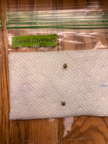 2026 Outdoor Crop — germination, day 3