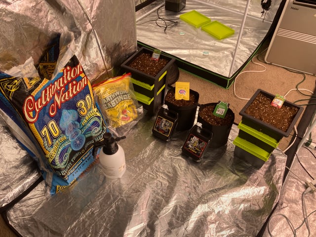 Mini Grow Off — grow_setup, day 1