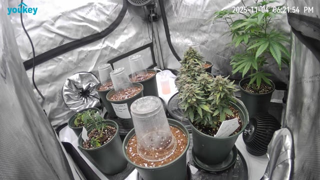 (4)autos  — germination, day 1