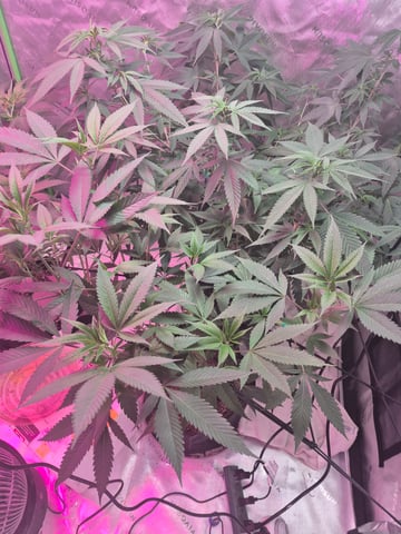 Another Clone  — flower, day 32