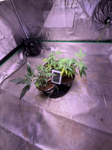 Green Gelato — vegetative, day 8