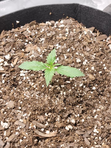 Winter Garden — vegetative, day 11