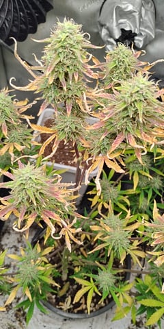 two clones and sour diesel  — flower, day 41