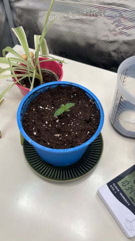 #1 momo (purple punch) — seedling_rooting, day 8