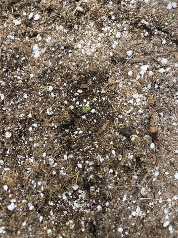 Chick n Wafflez, Big Bud Auto, Strawberry cheesecake auto — seedling_rooting, day 3